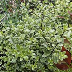 Pittosporum Tenuifolium 'Silver Ball'